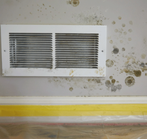 Miami Mold Removal