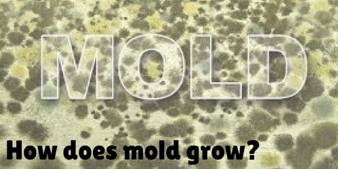 how does mold grow?