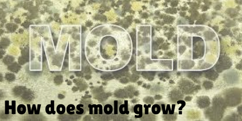 The facts on mould