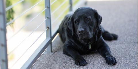 black lab on porch