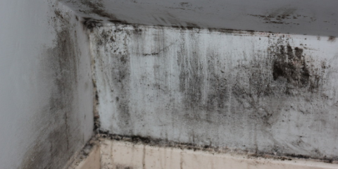 black mold