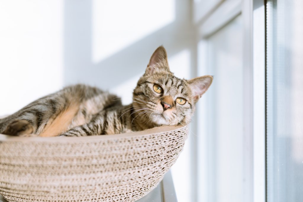 A brown cat bathing in sunlight while lounging in a basket. Remove cat odors from your home.